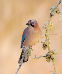 Eurasian Jay - Garrulus glandarius