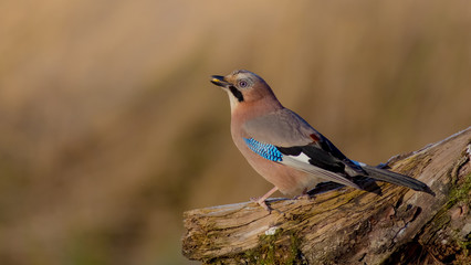 Eurasian Jay - Garrulus glandarius