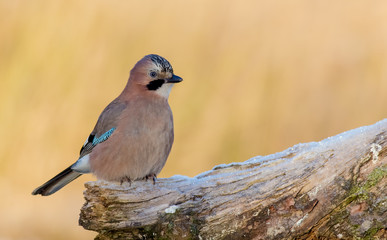 Eurasian Jay - Garrulus glandarius