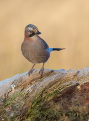 Eurasian Jay - Garrulus glandarius