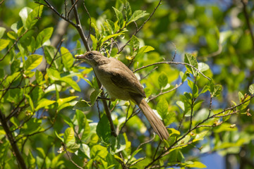 Streak eared Bulbul bird on tree