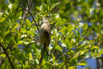 Streak eared Bulbul bird on tree