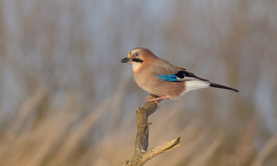 Eurasian Jay - Garrulus glandarius