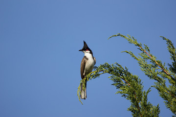 Red whiskered Bulbul Bird on Tree