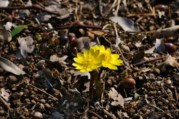 Amur adonis (Pheasant's eye)