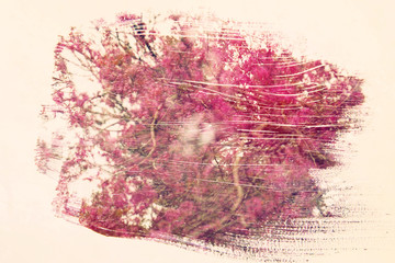 dreamy and abstract image of cherry tree. double exposure effect with watercolor brush stroke texture.