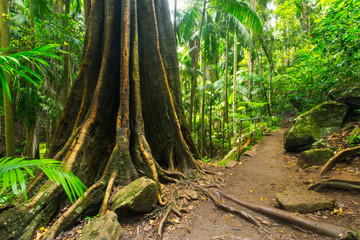 A strangler fig in the Tamborine National Park in the Gold Coast Hinterland