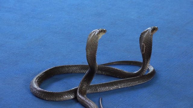 two cobra on carpet - snake show, 4k
