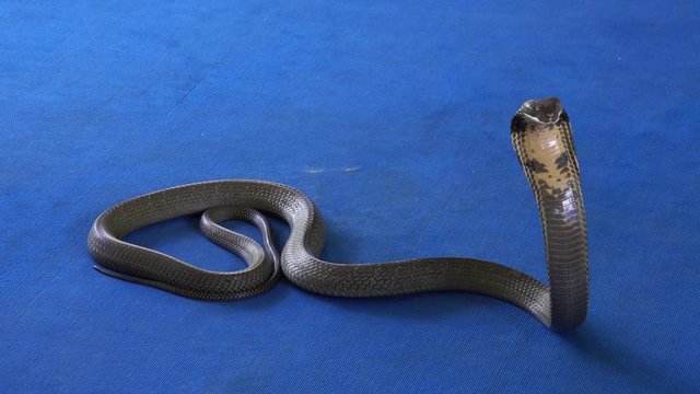 king cobra on carpet - snake show, 4k
