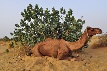 Camel on desert in Jaisalmer, India