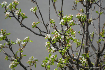 spring flower blossom on the tree branch