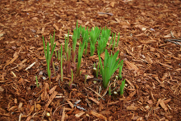new growing plant in garden with new mulch