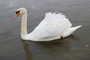 Schwan