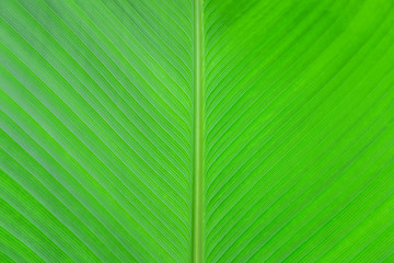Fresh green leaf background.