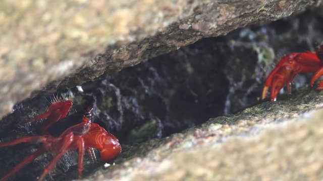 two red crabs fighting in cleft on Similan island in Thailand, 4k
