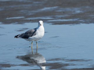 海辺のウミネコ