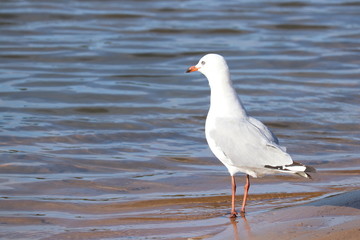 beach seagull
