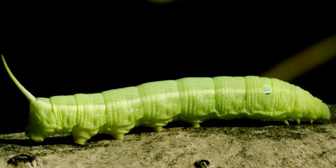 Caterpillar