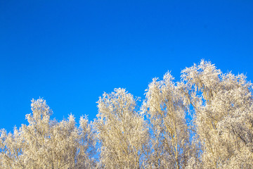 Winter birch forest in Russia