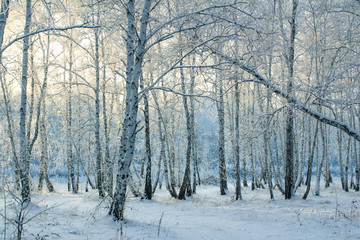 Winter birch forest in Russia