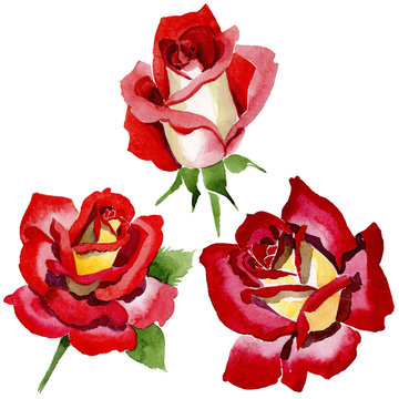 Red Rose Drawings Pictures And Names Of Flowers - Infoupdate.org