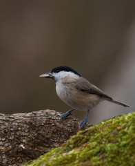 Wildlife photo - willow tit on old wood in forest early morning, danubian area, Slovakia forest, Europe