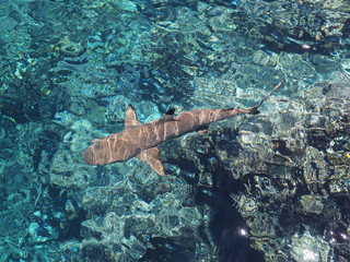 Requin
