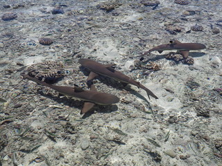 Requins