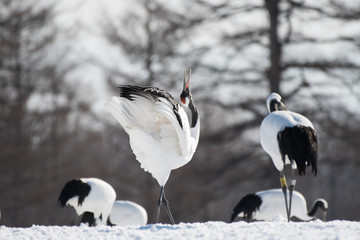 Red-crowned Crane Whooping © 雅文 大石