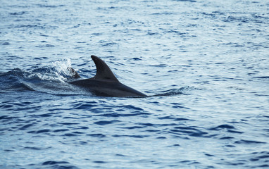 Fin of dolphin swimming in Atlantic Ocean