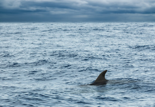 Сommon Dolphin swimming in Atlantic Ocean