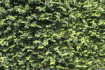 Green climbing ivy on wall