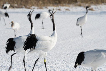 Red-crowned Cranes Whooping