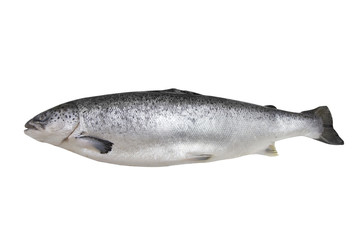 isolated salmon