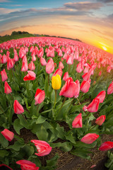 Plakat Beautiful bouquet of pink Tulips