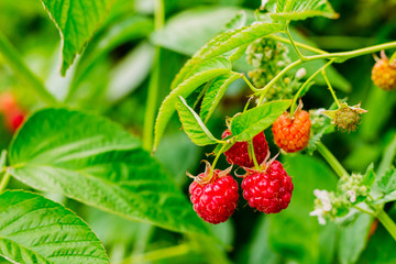 Beautiful ripe raspberries on branches