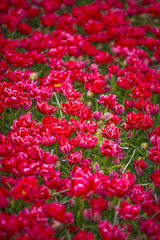 red tulips in the netherlands