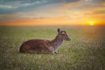 Naklejka premium Group rutting red deer