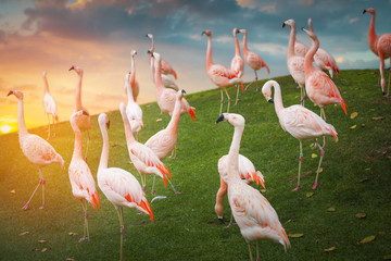pink flamingos