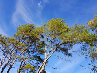 Alberi di pino