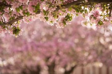 Pink tree blossoms in spring