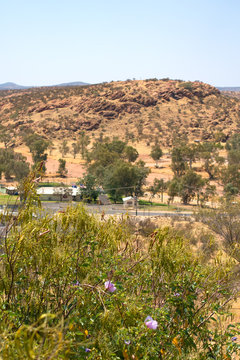 Rocky View And Sturts Desert Rose From Anzac Hill Near Alice Springs