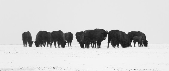 gloomy herd of wild huge bison standing on a snowy meadow on a windy, frosty, cloudy day © Magdalena