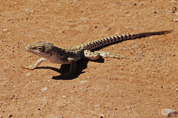 Lizard in Arches National Park in Utah in the USA

