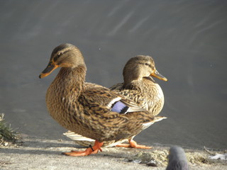 ducks