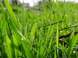 Dew drops in the sun