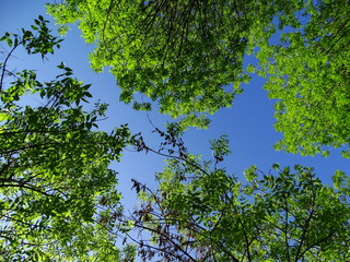 Green trees
