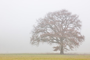 Obraz premium A tree standinf in the filed on a foggy morning