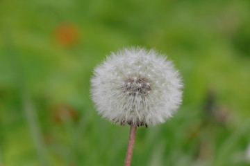 Dandelion
