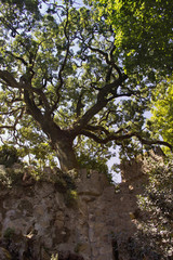 Beautiful places in the Quinta da Regaleira. Summer travel in Portugal.